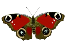 Картинка бабочки для детей - 60 фото