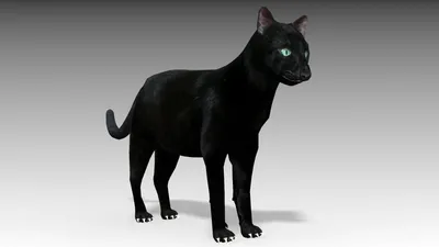 кошка анимированная 3D Модель $39 - .obj .ma .max .fbx .3ds - Free3D
