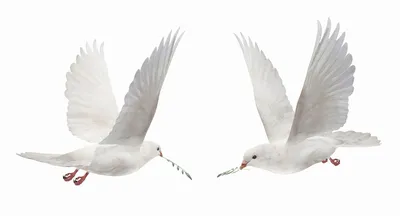 Атлантическая морская птица летит в небе из белой чайки | Премиум векторы