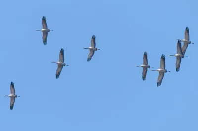 Группа летающих птиц, вид сверху, Стоковое видео - Envato Elements
