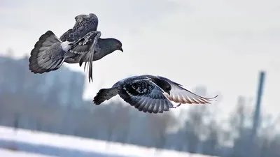 Анимированные птицы зимой картинки
