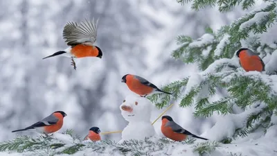 Шаблон для презентации птицы зимующие снегири • Фоник | 