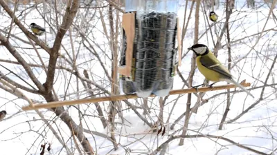 Природа Приамурья. Птицы зимой | Образовательная социальная сеть