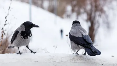 Шаблон для презентации — Птицы зимующие🐦 • Фоник | 