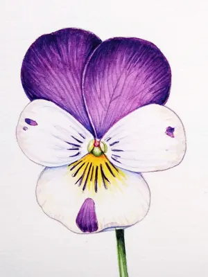 анютины глазки | Floral painting, Easy flower drawings, Flower painting