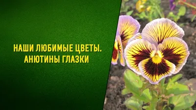 Набор для вышивания крестом PANNA Анютины глазки