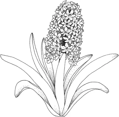 Иллюстрация 1 из 21 для Зендудлы. Узоры и цветы. Антистресс раскраска для  взрослых | Лабиринт - книги.