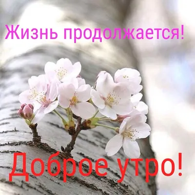 Доброе весеннее утро воскресенья! 🌸 | Открытки, Фиолетовая свадьба,  Воскресенье