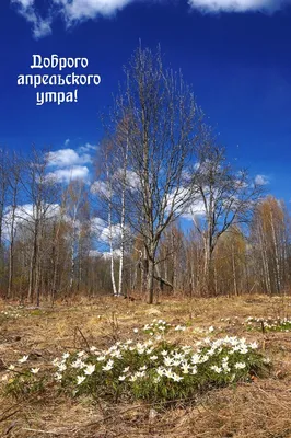 апрель#природа#Дачное#Крым#Весна#2023 in 2023