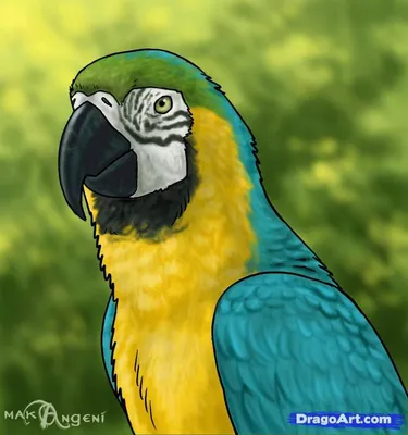 Great Green Macaw - eBird