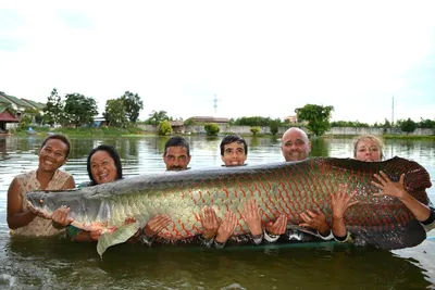 Арапайма гигантская или пираруку (лат. Arapaima gigas)