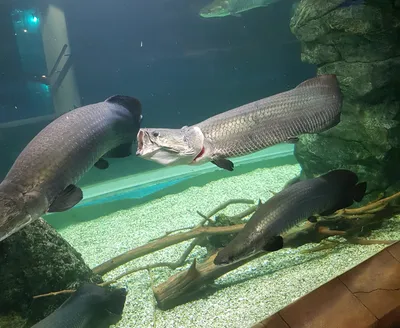 File:Arapaima gigas  - Wikipedia