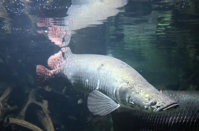 Арапайма ( Arapaima gigas )