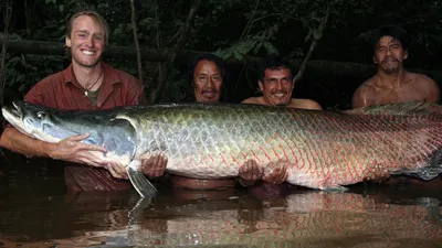 Арапайма гигантская или пираруку (лат. Arapaima gigas) – Интересные животные