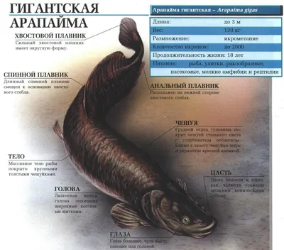 Рыбалка на монстров в Таиланде - Арапайма и Панцирная Щука