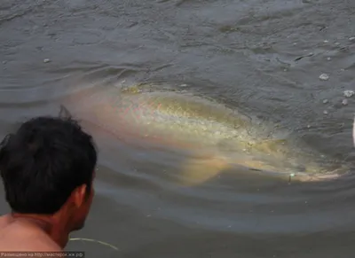 Арапайма гигантская или пираруку (лат. Arapaima gigas)