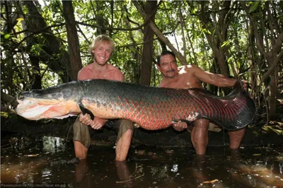 Arapaima gigas (Schinz, 1822)