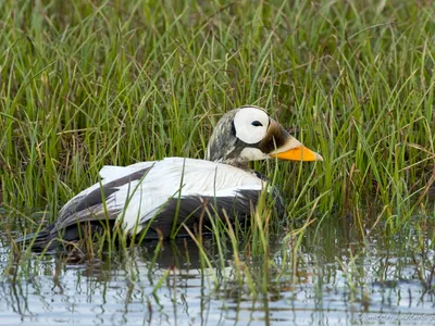 Очковая гага - eBird