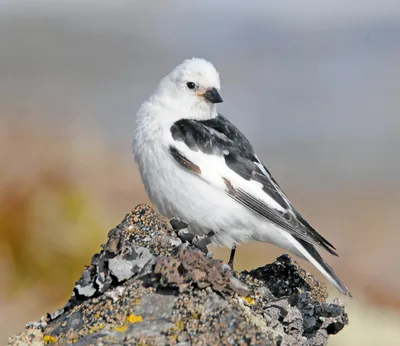 Северная птица гага - картинки и фото 