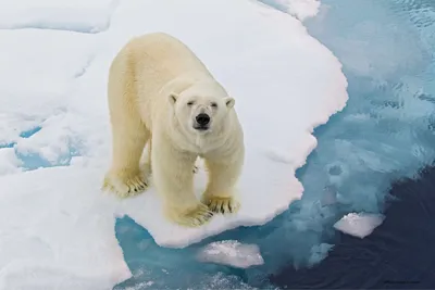 Евразийская Арктика теряет лед быстрее североамериканской