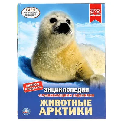 Развивающая игра «Животные Арктики» на липучках для печати