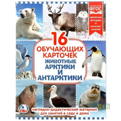 Животные Арктики первые ощутили на себе влияние глобального потепления —  Новости мира сегодня NTDНовости мира сегодня NTD