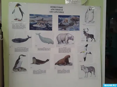 Животные Арктики (36 картинок) - 