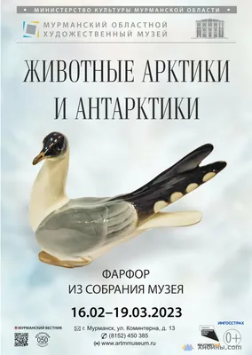 14 Бесплатных Карточек Животные арктики на Английском | PDF