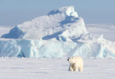 Трансформация Арктики идет полным ходом". Почему на севере резко теплеет -  РИА Новости, 