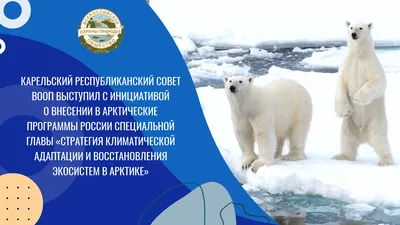 Символ якутской Арктики: Как помощь «Роснефти» способствует сохранению  северной экологии - Новости Якутии - Якутия.Инфо