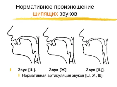 Артикуляционная гимнастика для звуков Ш и Ж | Дефектология Проф