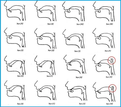 Знакомство с органами артикуляционного аппарата и понятием «Звук» (3 фото).  Воспитателям детских садов, школьным учителям и педагогам - Маам.ру