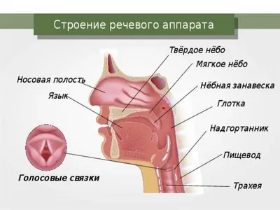 Артикуляционная гимнастика- залог красивой речи — Детский сад №4 г.Пружаны