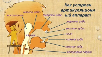 Муляж артикуляционного аппарата купить