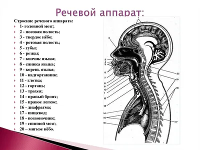 Фонетика и фонология русского языка | Педагогический факультет Университета  им. Масарика