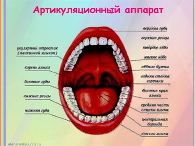 Муляж рта ротовой полости силиконовый резиновый, артикуляционный аппарат,  Ты и Я! | AliExpress