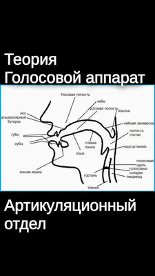 Представьте, просите вы ребёнка на диагностике открыть рот, осматриваете артикуляционный  аппарат, а ТАААМ! Второй язык в горле!… | Instagram