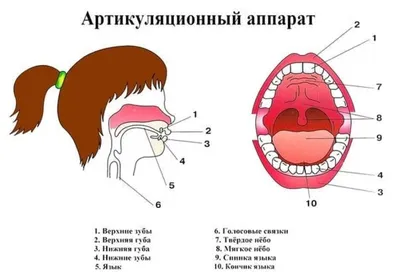 Знакомство с органами речи - презентация онлайн