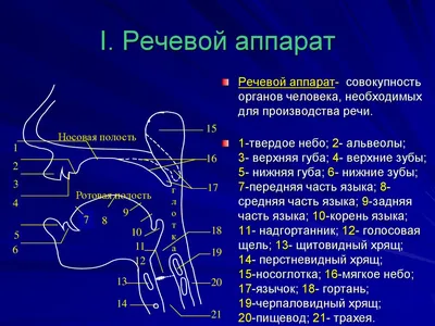 Артикуляционная фонетика - online presentation