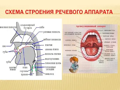 Фонетика и фонология русского языка | Педагогический факультет Университета  им. Масарика