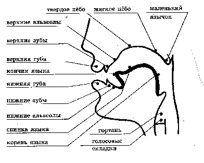 Муляж рта ротовой полости силиконовый резиновый, артикуляционный аппарат,  Ты и Я! | AliExpress