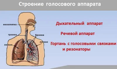 Артикуляционная гимнастика При выполнении упражнений артикуляционн