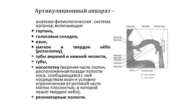 Классификация английских звуков. Согласные | Phonetic Discoveries | Дзен