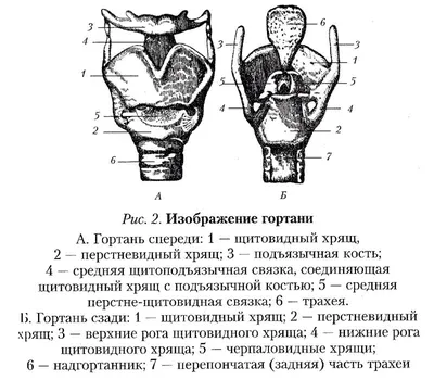 Артикуляционный аппарат: строение, функции и дефекты. Блог Лого-Эксперт