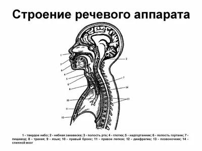 Консультация для родителей Артикуляционная гимнастика дома