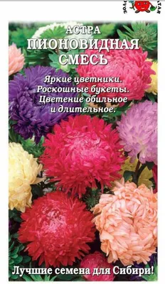 Семена Цветы, Астра, 0.2 г, цветная упаковка, Седек в Белгороде: цены,  фото, отзывы - купить в интернет-магазине Порядок.ру