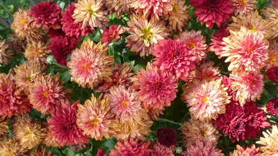 Астры цветы картинки красивые нежные необычные - 71 фото