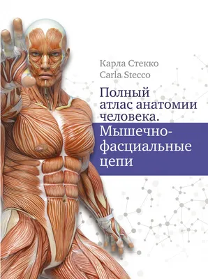  - Атлас анатомии человека. Подробное иллюстрированное  руководство | Элис Робертс | 978-5-04-164296-9 | Купить русские книги в  интернет-магазине.