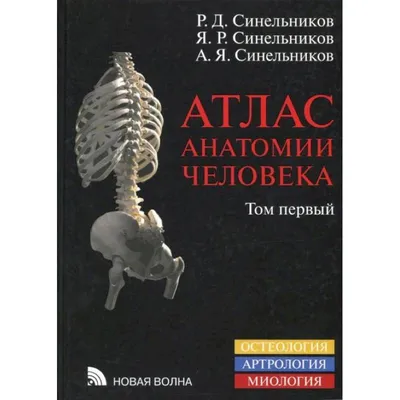 Большой иллюстрированный атлас анатомии человека. Спектор