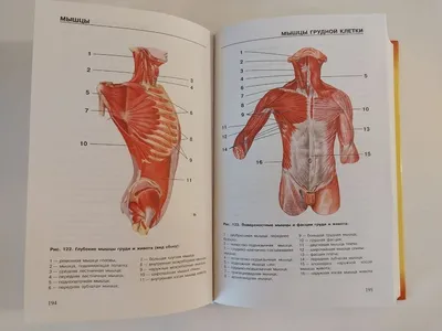 Атлас анатомии человека заказать в Санкт-Петербурге — купить книгу почтой в  интернет-магазине «Слово»